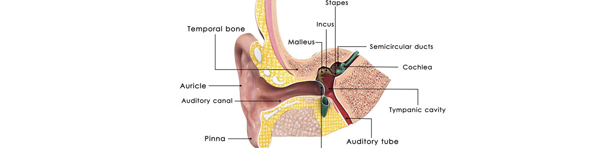Rocky Mountain Ear, Nose, & Throat Center | Allergy Center | Hearing Center | Missoula, Bozeman & Hamilton, MT