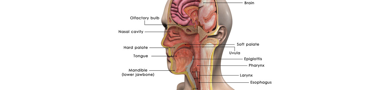 Rocky Mountain Ear, Nose, & Throat Center | Allergy Center | Hearing Center | Missoula, Bozeman & Hamilton, MT